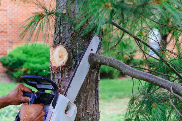 Professional Tree Removal and Landscaping Services in Ellisburg, NJ